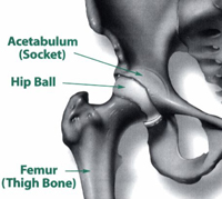 Normal Hip